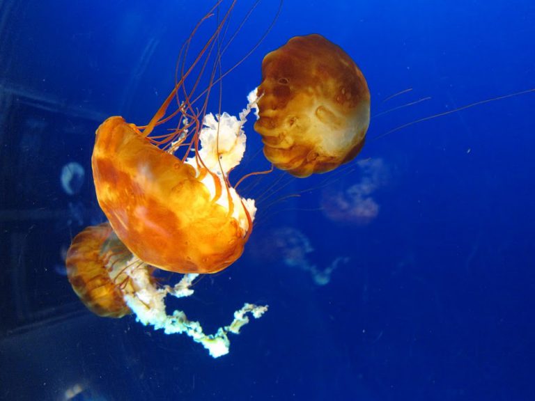 Kaiyukan(海遊館) สุดยอดพิพิธภัณฑ์สัตว์น้ำใหญ่ที่สุดในโลก – osaka ตอนที่ 3.3