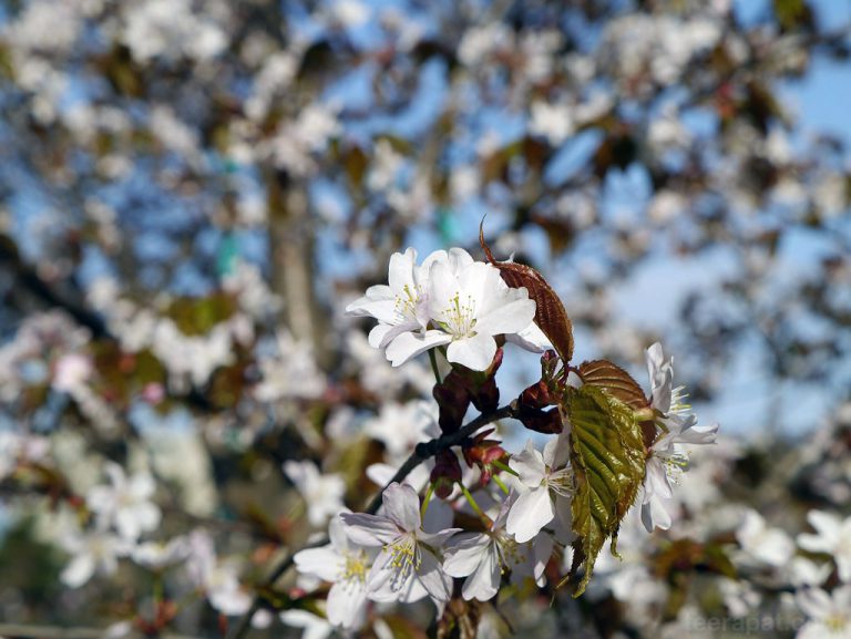 ชมซากุะที่สวน Maruyama Koen 円山公園 – Hokkaido ตอนที่ 10.3