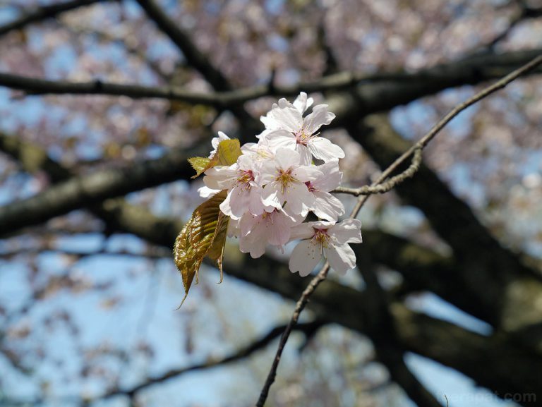 เดินดูซากุระที่สวน Odori – Hokkaido ตอนที่ 10.1
