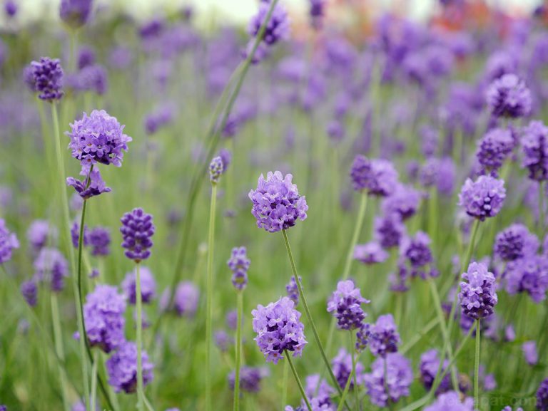 ชมดอกไม้ที่ Farm Tomita Furano – Hokkaido ตอน 7.1