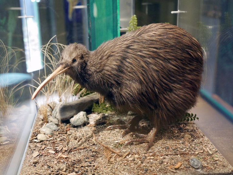 Rainbow Springs Kiwi Wildlife Park, Rotorua – New Zealand 2014 ตอนที่ 2.1