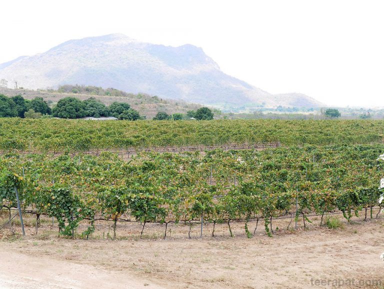 ไร่องุ่น Hua Hin Hills Vineyard