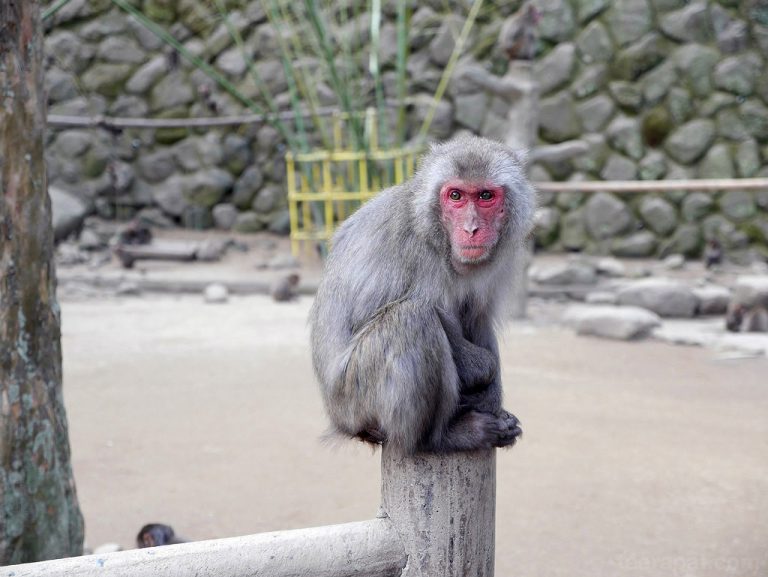 ดูลิงที่ Takasakiyama Natural Zoo – Kyushu 2014 ตอนที่ 9.1